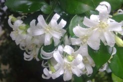 九里香有什么作用，九里香的六大功效介紹