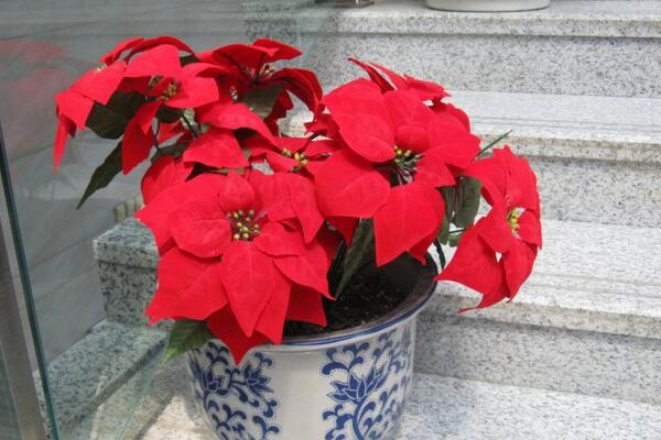 一品紅花期調(diào)控方法，以下方法就可以讓它提前開花