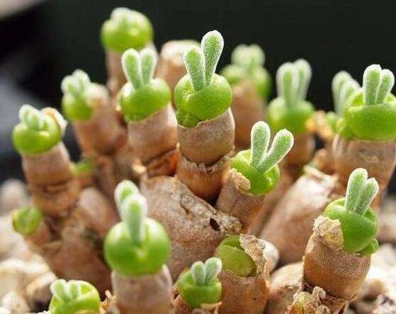 碧光環(huán)多肉怎么分栽，教你五個(gè)步驟盆盆爆滿