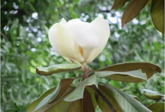 橡皮樹開花嗎，橡皮樹多久開花(一年兩次）