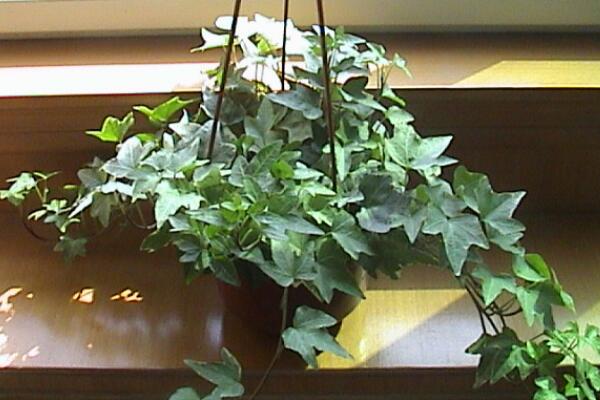 常青藤的養(yǎng)殖方法，養(yǎng)殖常春藤的五個(gè)技巧