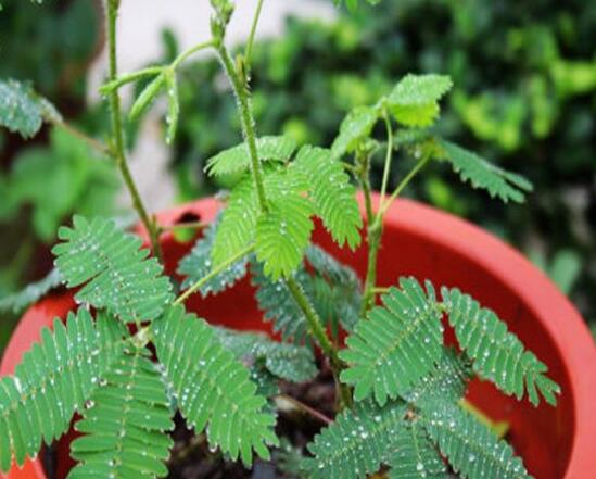 含羞草怎么養(yǎng)活，做好五個要點(diǎn)存活率百分百