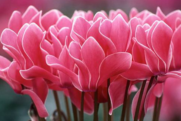 仙客來小苗怎么養(yǎng)