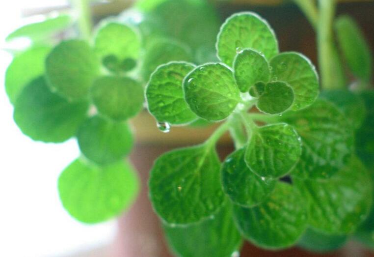 碰碰香怎么施肥，生長期時(shí)候施肥可以讓它長的更旺盛