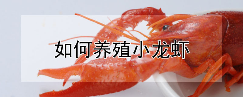 如何養(yǎng)殖小龍蝦