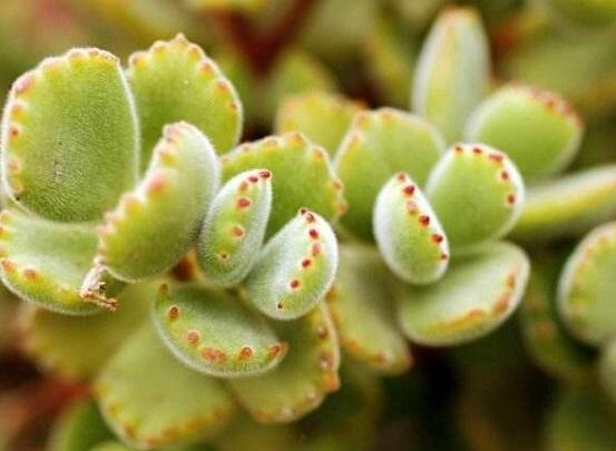 熊童子開花寓意，一片生機勃勃的綠色景象(美好寓意)