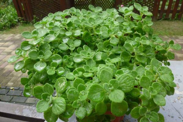 碰碰香老樁怎樣修剪，主要修剪多余的枝條