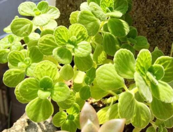 碰碰香夏天怎么養(yǎng)，做好四個(gè)要點(diǎn)便可安然度夏