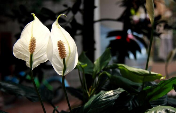 一帆風順花為什么變綠，缺光缺肥是導致綠的罪魁禍首