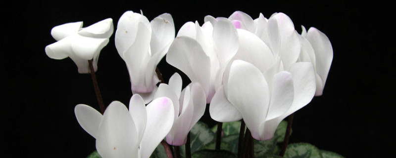 仙客來有毒嗎適合在室內(nèi)養(yǎng)嗎