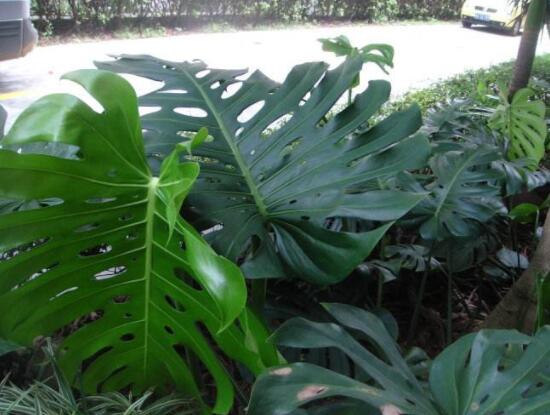 龜背竹用高盆還是矮盆，建議以高盆養(yǎng)殖最佳(紫砂盆)