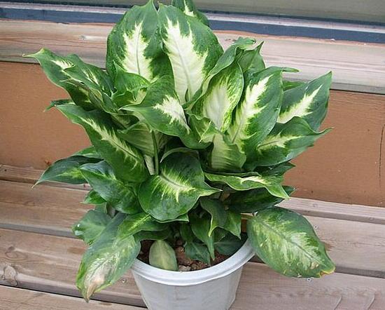 萬年青怎么繁殖，萬年青扦插方法圖解