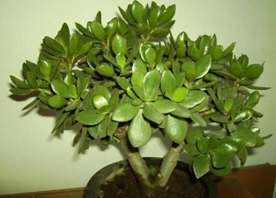 盆栽玉樹(shù)怎么養(yǎng)護(hù)，老農(nóng)總結(jié)七大養(yǎng)護(hù)方法