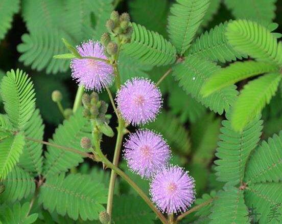 含羞草蔫了怎么辦，教你三種最直觀有效解決方法
