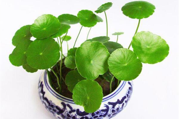 銅錢草可以放客廳嗎，可以/寓意家庭圓滿、招財(cái)進(jìn)寶