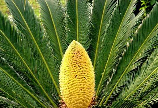 鐵樹(shù)有幾種，細(xì)數(shù)最好看的六大品種