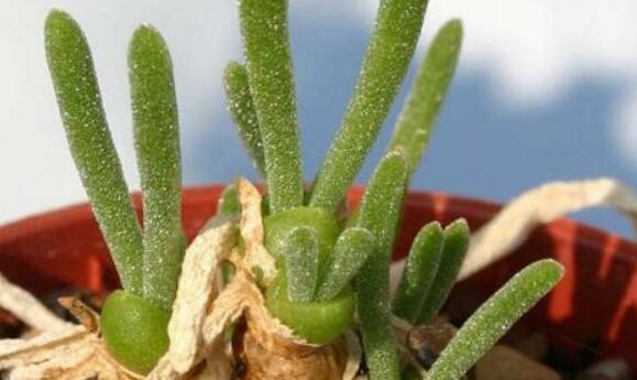 小碧光環(huán)可以移盆嗎，要選擇適宜的時(shí)間移栽