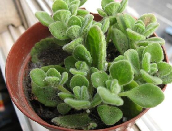 碰碰香冬天養(yǎng)殖方法，注意做好保溫保暖/減少澆水施肥