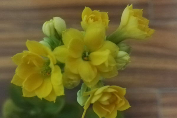 長壽花為什么掉葉子