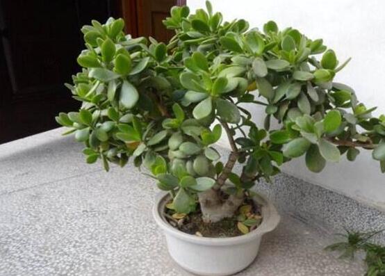 燕子掌和玉樹哪個有毒，玉樹汁液有毒/燕子掌無毒現(xiàn)象