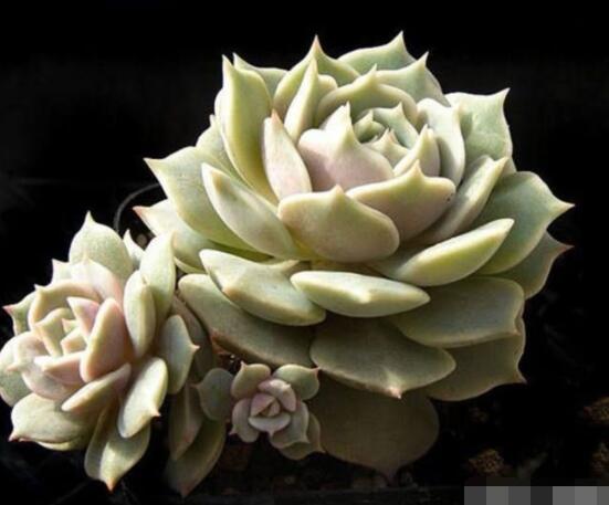 寶石花的花語是什么，代表著一種永不凋謝的愛、大富大貴