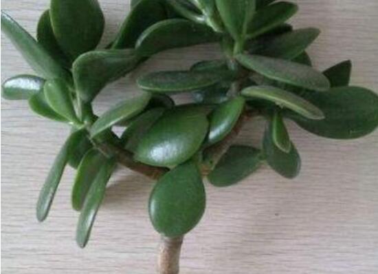 燕子掌怎么繁殖，主要有兩種扦插方法(土插與水插)