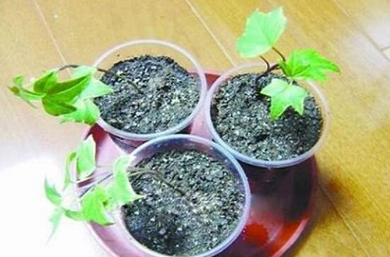 常春藤怎么扦插，做好六大要點(diǎn)存活率百分百