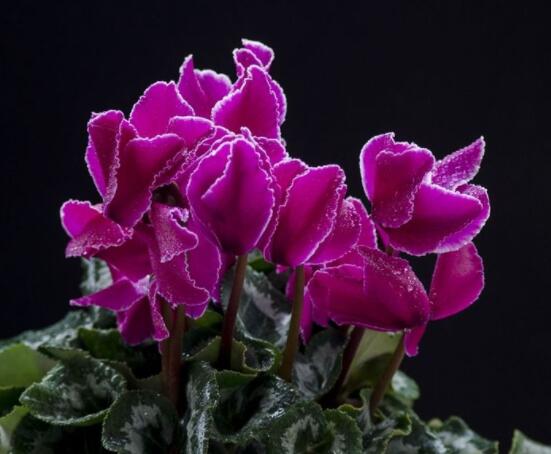 仙客來(lái)不長(zhǎng)新葉怎么辦，多半是盆土澆水光照導(dǎo)致