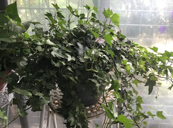 常春藤怎么養(yǎng)長得快，常春藤的養(yǎng)殖方法