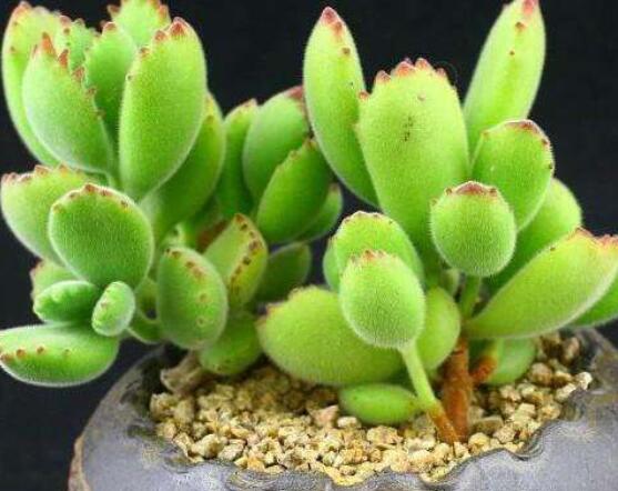 熊童子怎么養(yǎng)才能飽滿，老農總結五個重要養(yǎng)護措施