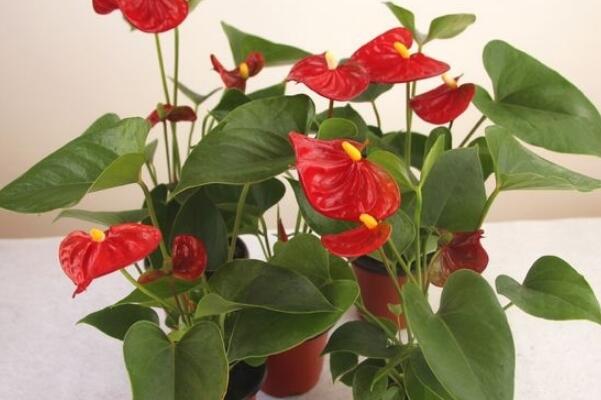 紅掌的花語是什么，代表了熱情、大展宏圖