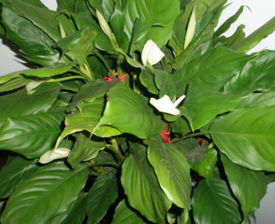 欣賞好看的萬年青圖片，枝葉青翠、紅如珊瑚、艷似瑪瑙