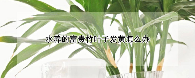 水養(yǎng)的富貴竹葉子發(fā)黃怎么辦