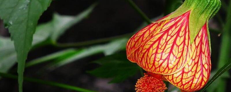 懸鈴花如何剪枝