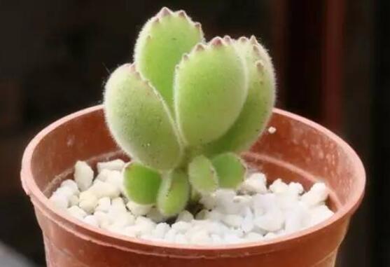 熊童子好養(yǎng)嗎，好養(yǎng)/做好五個(gè)要點(diǎn)生長(zhǎng)茂盛美觀