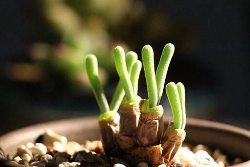 碧光環(huán)怎么繁殖，分播種和扦插兩種方法