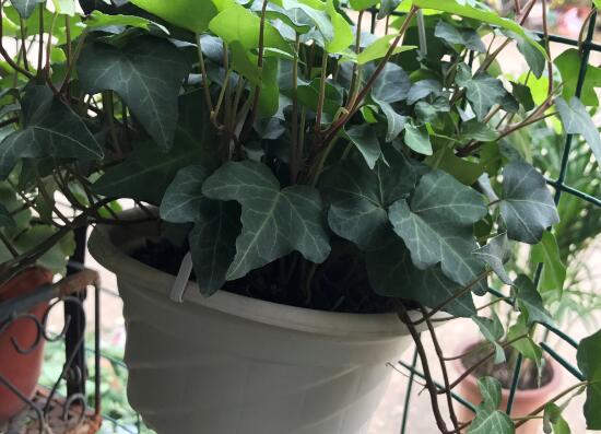 常春藤有什么風(fēng)水作用，常春藤的功效與作用