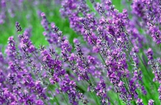 薰衣草葉子干枯怎么辦，教你正確的補救方法