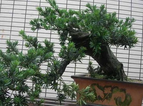 羅漢松盆景怎么摘心，修剪頂部的生長點(diǎn)(樹梢枝為10厘米最佳)