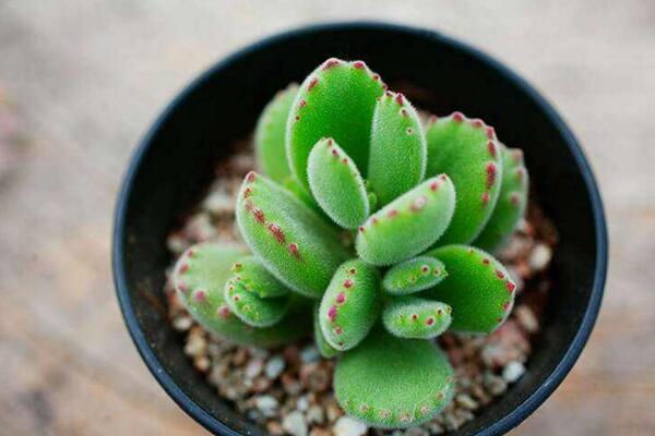 熊童子夏季種的怎么服盆，5步可讓植株迅速服盆