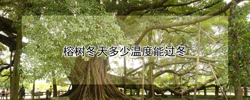 榕樹(shù)冬天多少溫度能過(guò)冬