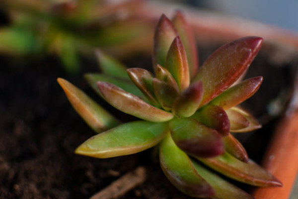 火祭冬天可以露養(yǎng)嗎