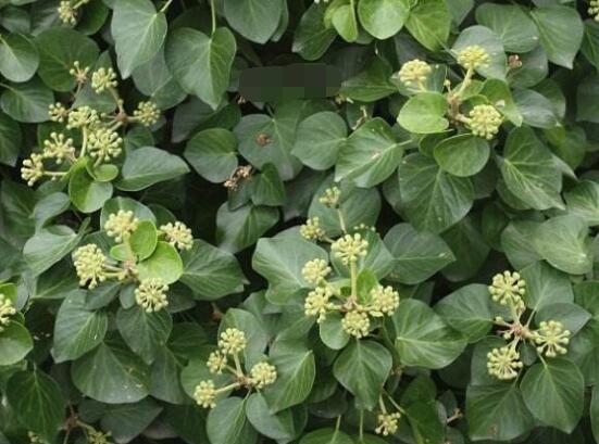 常青藤哪個品種最好，每個品種富有獨(dú)具一格(無好壞之分)