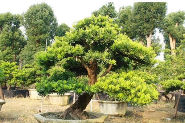 十大羅漢松品種，羅漢松常見品種介紹