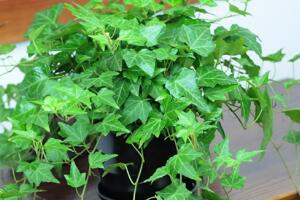 常春藤有毒嗎，常春藤可以放臥室嗎