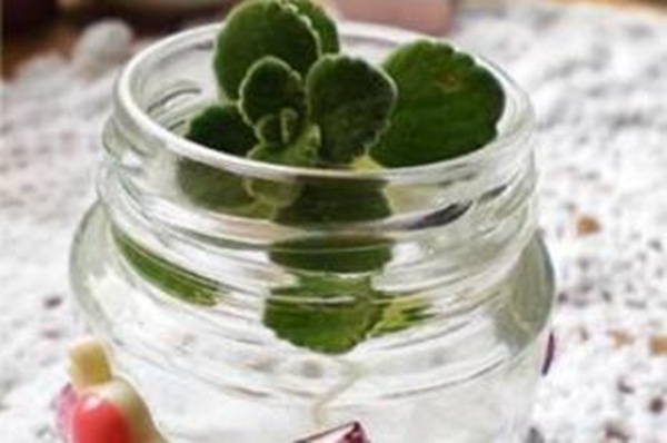 碰碰香可以水培嗎，可以水培并且日常管理更加簡單