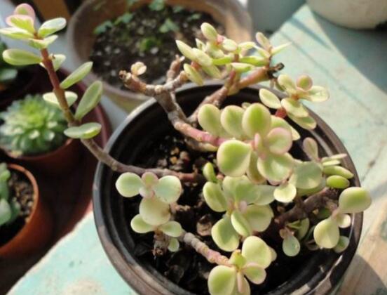 多肉植物雅樂(lè)之舞怎么養(yǎng)，注意五個(gè)要點(diǎn)一年四季常青