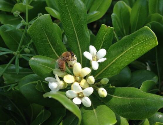 大葉萬年青有毒嗎，誤食會導致聲帶嘶啞、失明