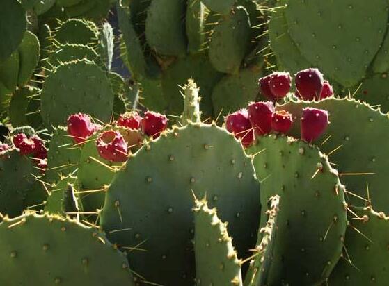 仙人掌的果實(shí)能吃嗎，食用可清熱解毒、養(yǎng)顏?zhàn)o(hù)膚