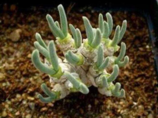 碧光環(huán)多肉怎么分栽，教你五個(gè)步驟盆盆爆滿